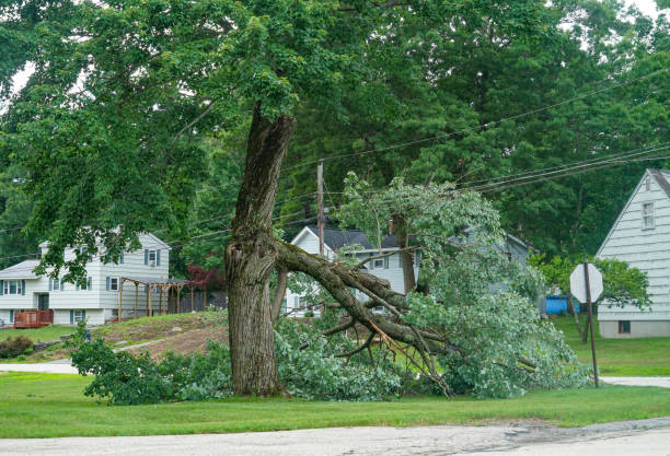 Trusted Altamont, TN Tree Removal Experts