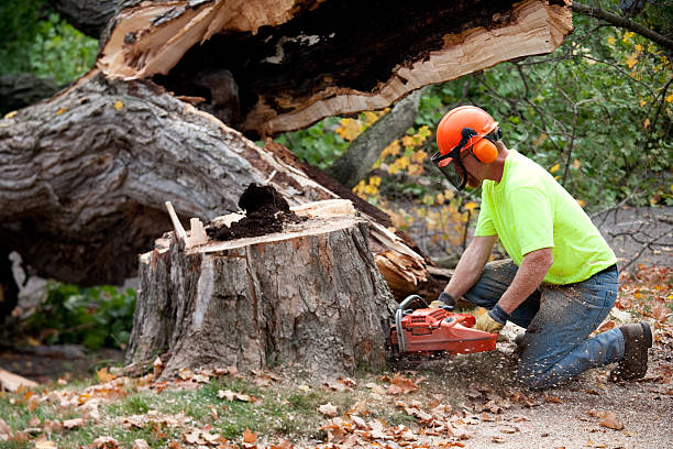 Best Tree Maintenance Programs  in Altamont, TN