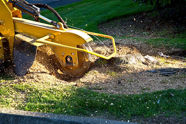 Best Grass Overseeding  in Altamont, TN