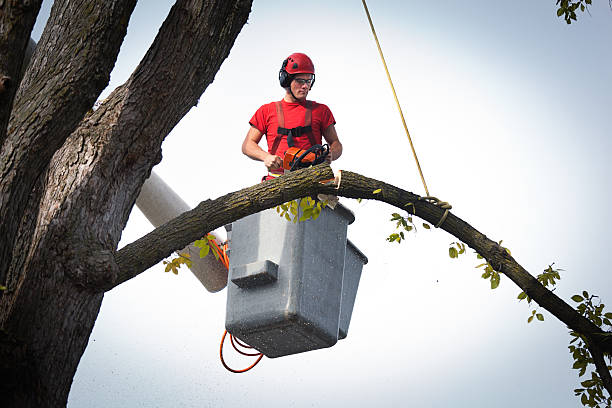 Leaf Removal in Altamont, TN