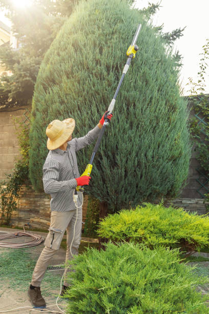 Best Tree Health Inspection  in Altamont, TN