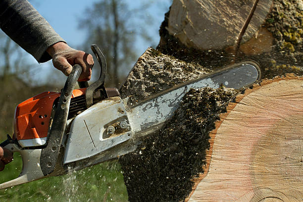 Best Lawn Grading and Leveling  in Altamont, TN
