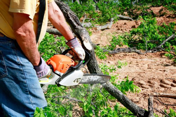 Best Firewood Processing and Delivery  in Altamont, TN